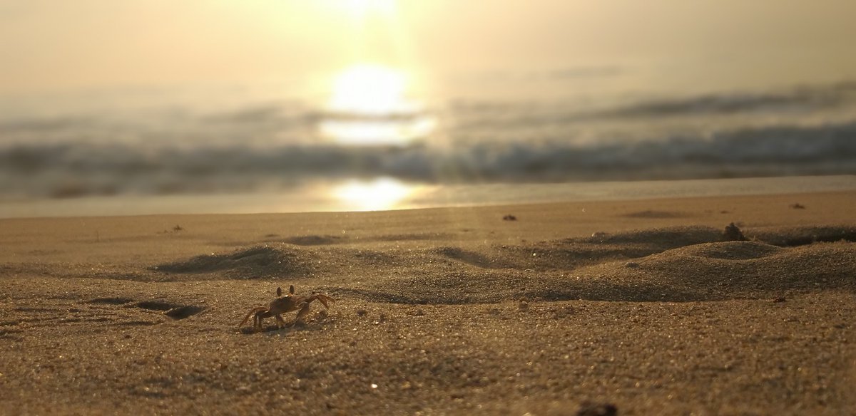 Legs_got_wheels's tweet photo. Continued by this.. ! #Chennai #beachlife #marina beauty is what you see..! @ChennaiTimesTOI @Kungumamweekly @_spk95 @BlackShellMedia @THChennai https://t.co/421q6buDqT