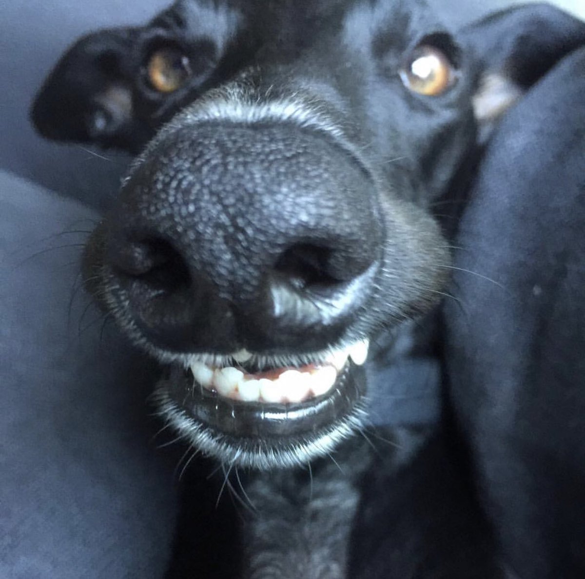 mrfluff__'s tweet photo. Date: Tell me something about yourself?
Me: My dogs getting braces tomorrow. https://t.co/VTAhq43URY