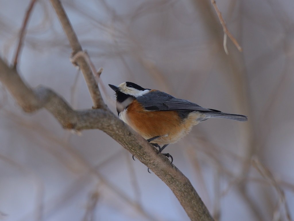 こん 野幌森林公園 で撮りました 野鳥のこと詳しくないので 鳥の名前は です 北海道 江別 公園