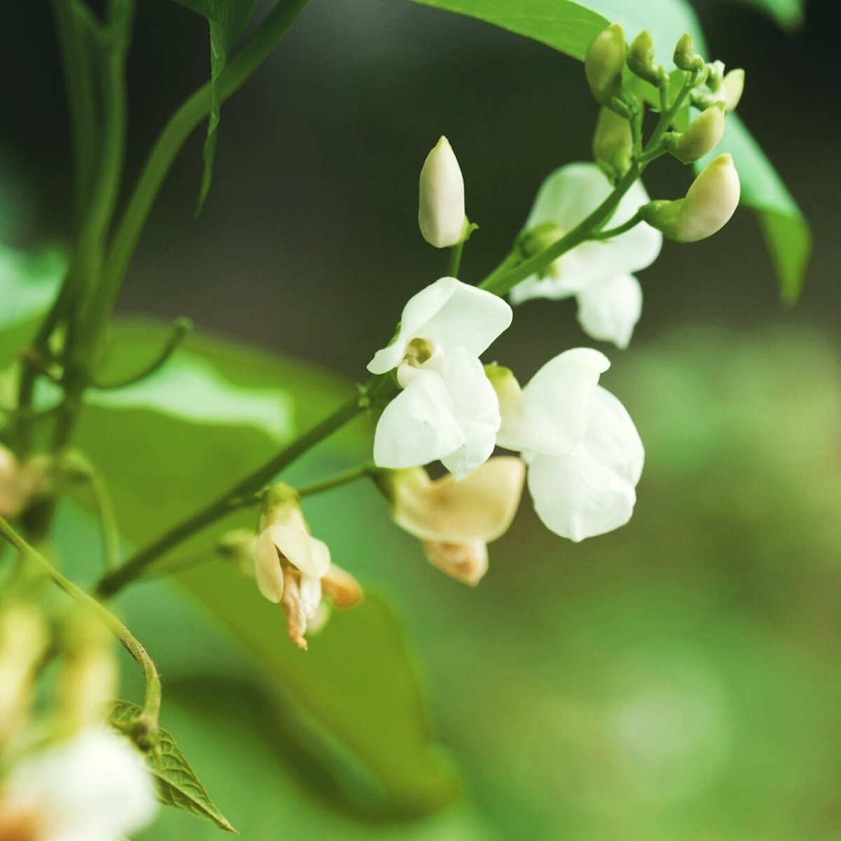 [오늘 탄생화:3월 17일] Bean plant flower 콩과 식용작물, 흰색 노란색 분홍색 보라색 등의 꽃이 핌. 꽃말'반드시 오고야 말 행복' 오늘 생일이신분들 축하드려요~