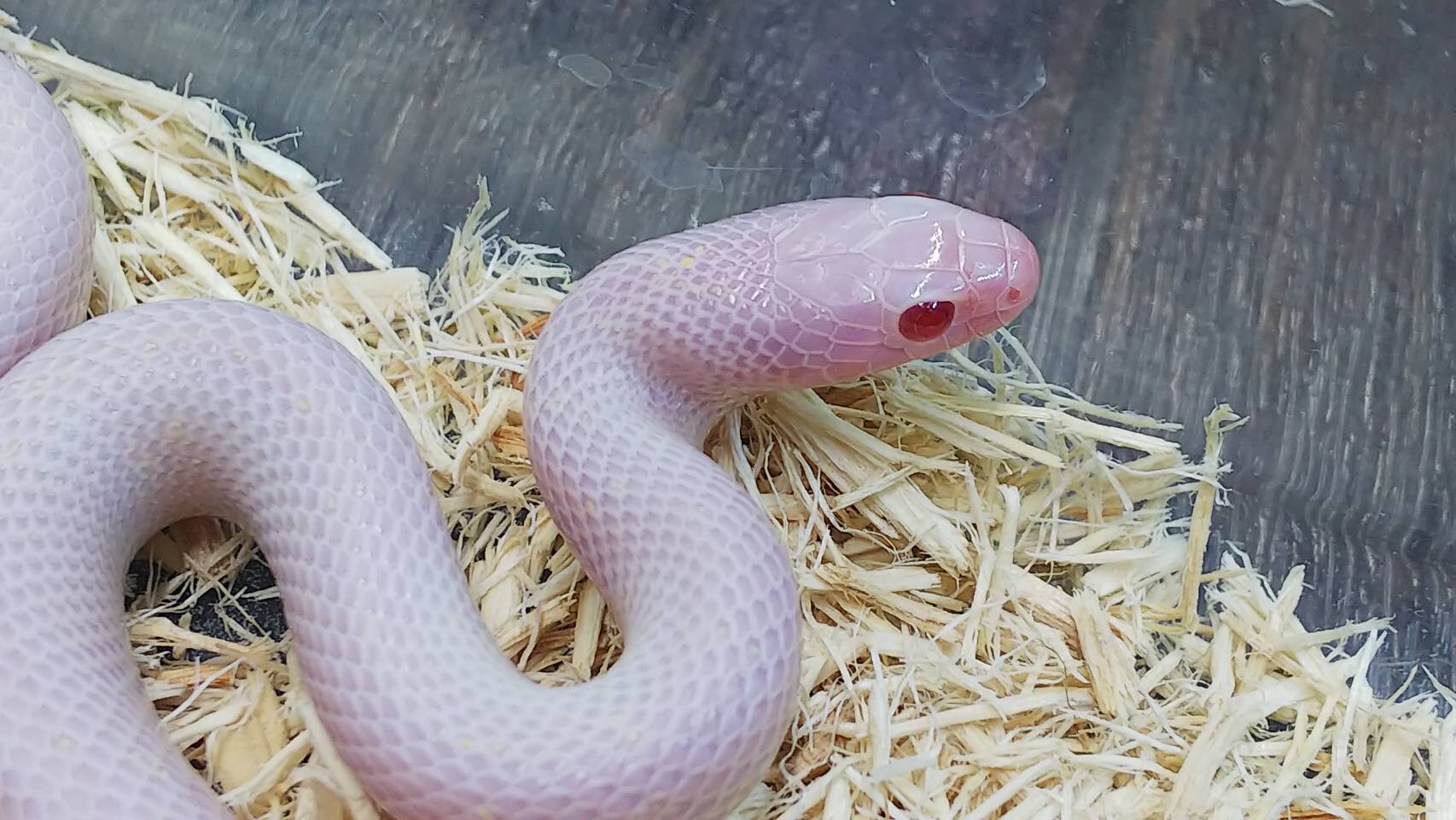 爬虫類ショップ マニレプ スタッフの呟き カリフォルニアキングスネーク ブリザード 神々しい見た目のカリキンです 純白レッドアイの蛇はやはり絵になります キングスネーク独特の顔つきがかっこいいです T Co Urx8g5ikvi Twitter