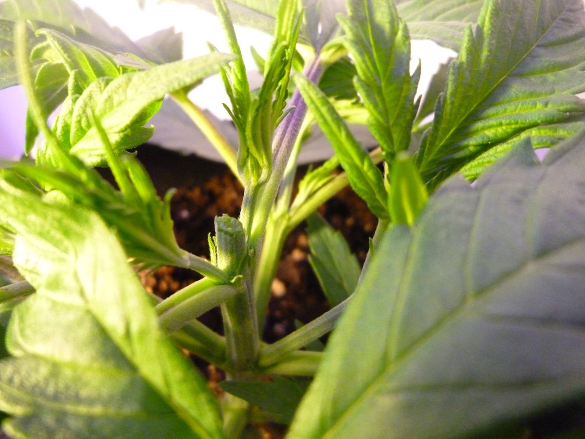 StephandjoG's tweet photo. #akfullauto from @SumoSeeds
22 days of veg.
As the plant was vigourous I decided to top her βοΈ
Full diary : https://t.co/bQetII4sLv
#auto #autoflowering #weed #growdiaries #meizhi #ledgrowlight #growyourown #weedgrower #sumoseeds https://t.co/lsfHBEcT4O