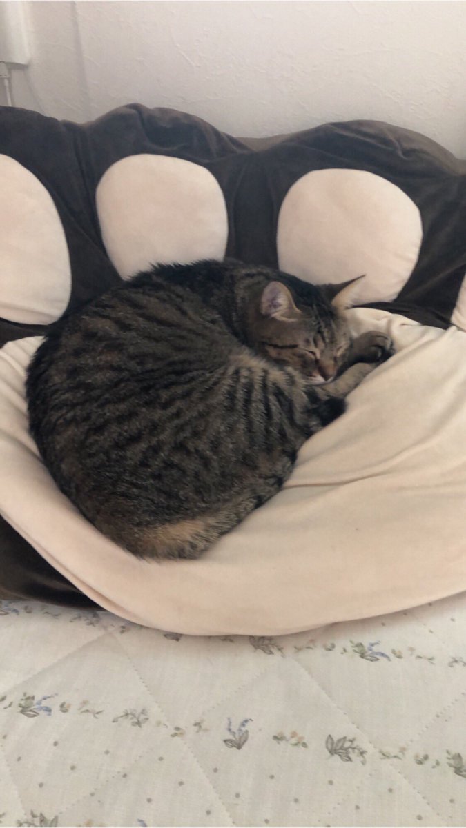 このツイートを見たら癒されるもの5つ書く Twitter Search