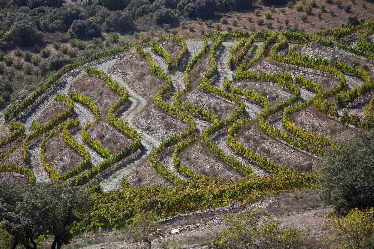 cotavins's tweet photo. ☝🏻Celler confirmat: @VegaAixala ☝🏻 de Vilanova de Prades, Conca de Barberà:
🔘 vinyes d'altura 800-900m
🔘 microclima
🔘 sòls de licorella
🔘 mínima intervenció/ vins naturals
🔘 garnatxes, syrahs, pinot
#cotafest #cotavins #vinsdaltura https://t.co/JO3gk5tFrm