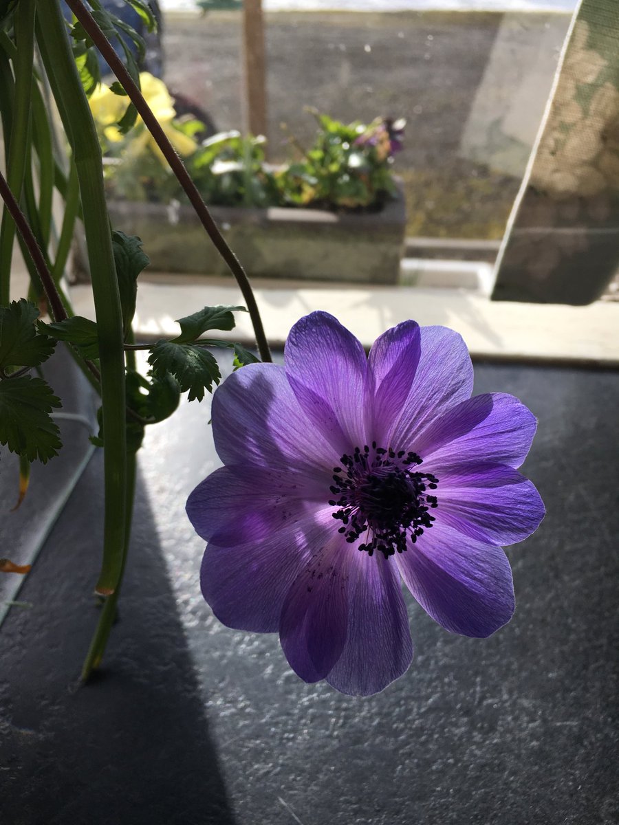 #FlowerReport #anemone 💜#Kitchenwindow  🏴󠁧󠁢󠁳󠁣󠁴󠁿