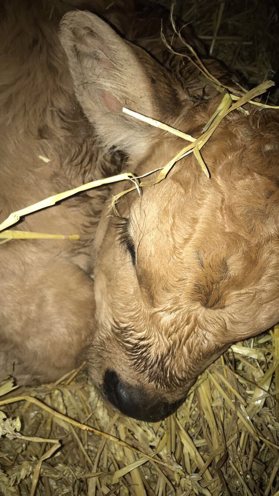 MsCatherinaC's tweet photo. #calving19 @DAubracs https://t.co/f5Am6nJwV9