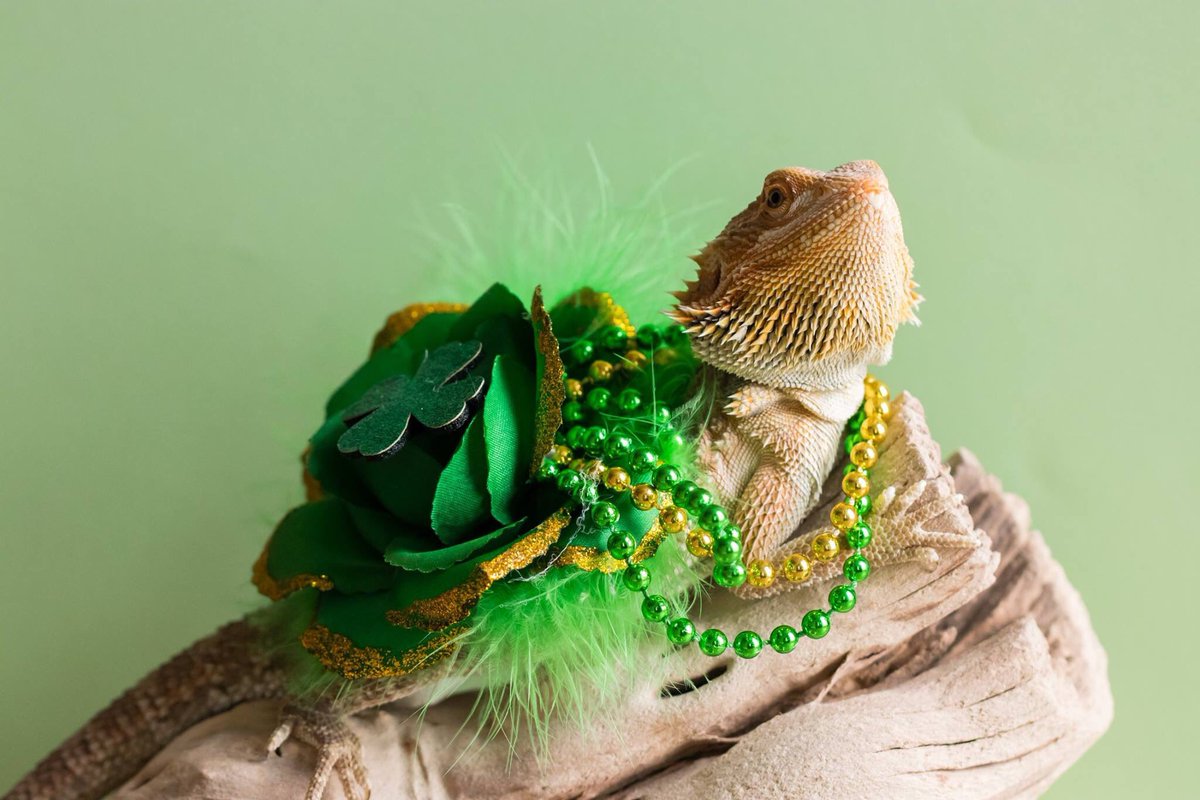 mrsgeist's tweet photo. Top of the morning to all my students! Meet my daughterโs bearded dragon, Stephen and red-foot tortoise, Cora.๐ #stpatricksday #beardeddragon #beardie #beardiesofinstagram #weebitirish #redfoottortoise #animalsallday #pets #sundaymorning #photographer #photography https://t.co/NrwVnSj4ro