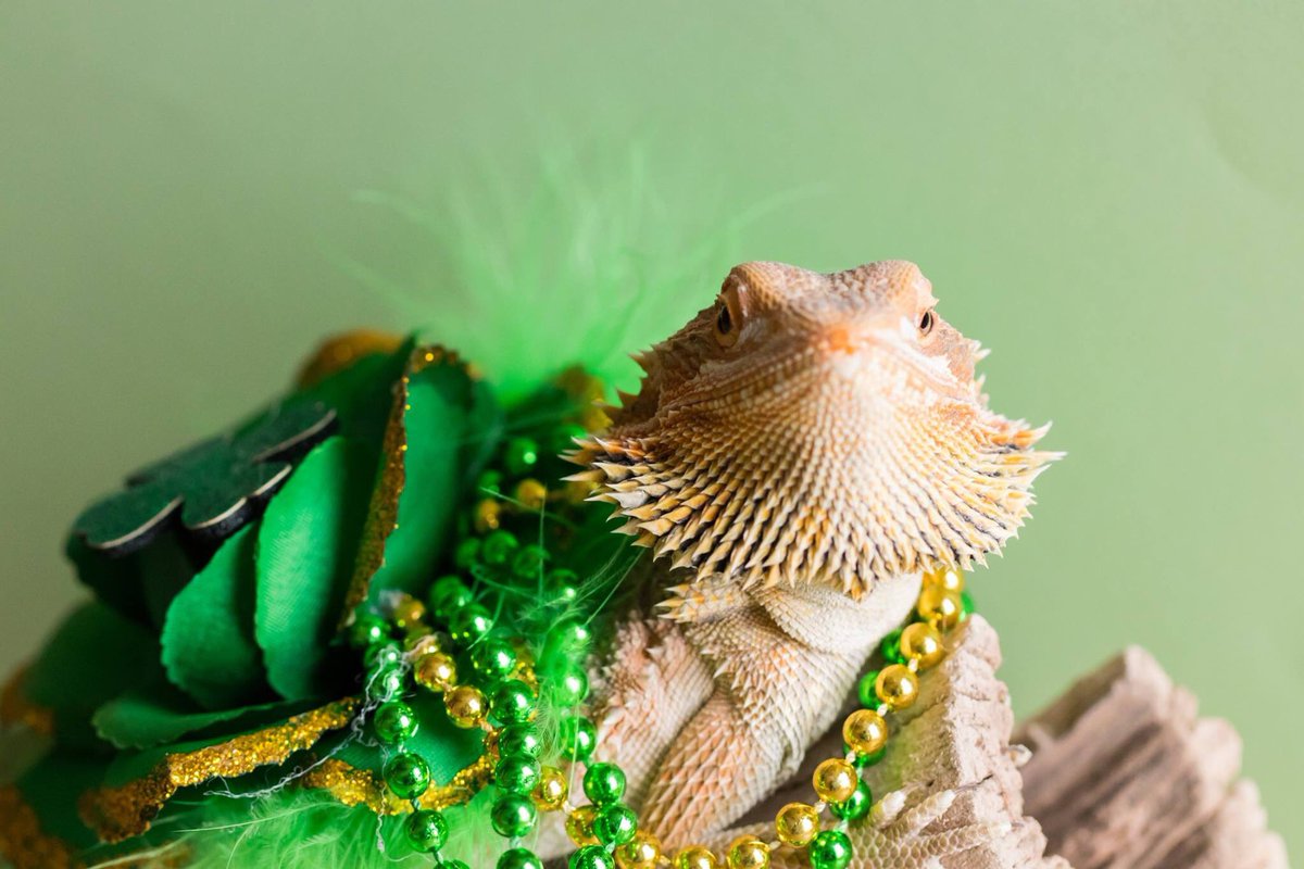 mrsgeist's tweet photo. Top of the morning to all my students! Meet my daughterโs bearded dragon, Stephen and red-foot tortoise, Cora.๐ #stpatricksday #beardeddragon #beardie #beardiesofinstagram #weebitirish #redfoottortoise #animalsallday #pets #sundaymorning #photographer #photography https://t.co/NrwVnSj4ro