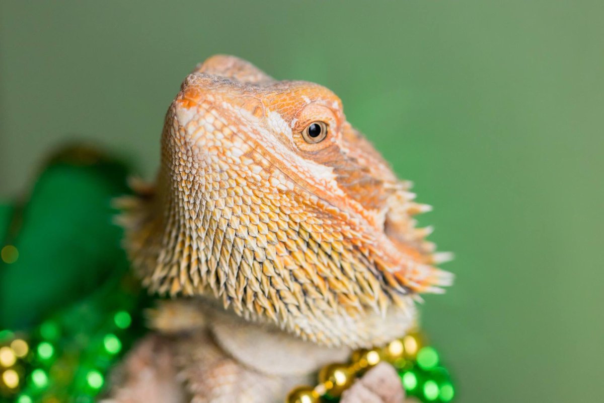 mrsgeist's tweet photo. Top of the morning to all my students! Meet my daughterโs bearded dragon, Stephen and red-foot tortoise, Cora.๐ #stpatricksday #beardeddragon #beardie #beardiesofinstagram #weebitirish #redfoottortoise #animalsallday #pets #sundaymorning #photographer #photography https://t.co/NrwVnSj4ro