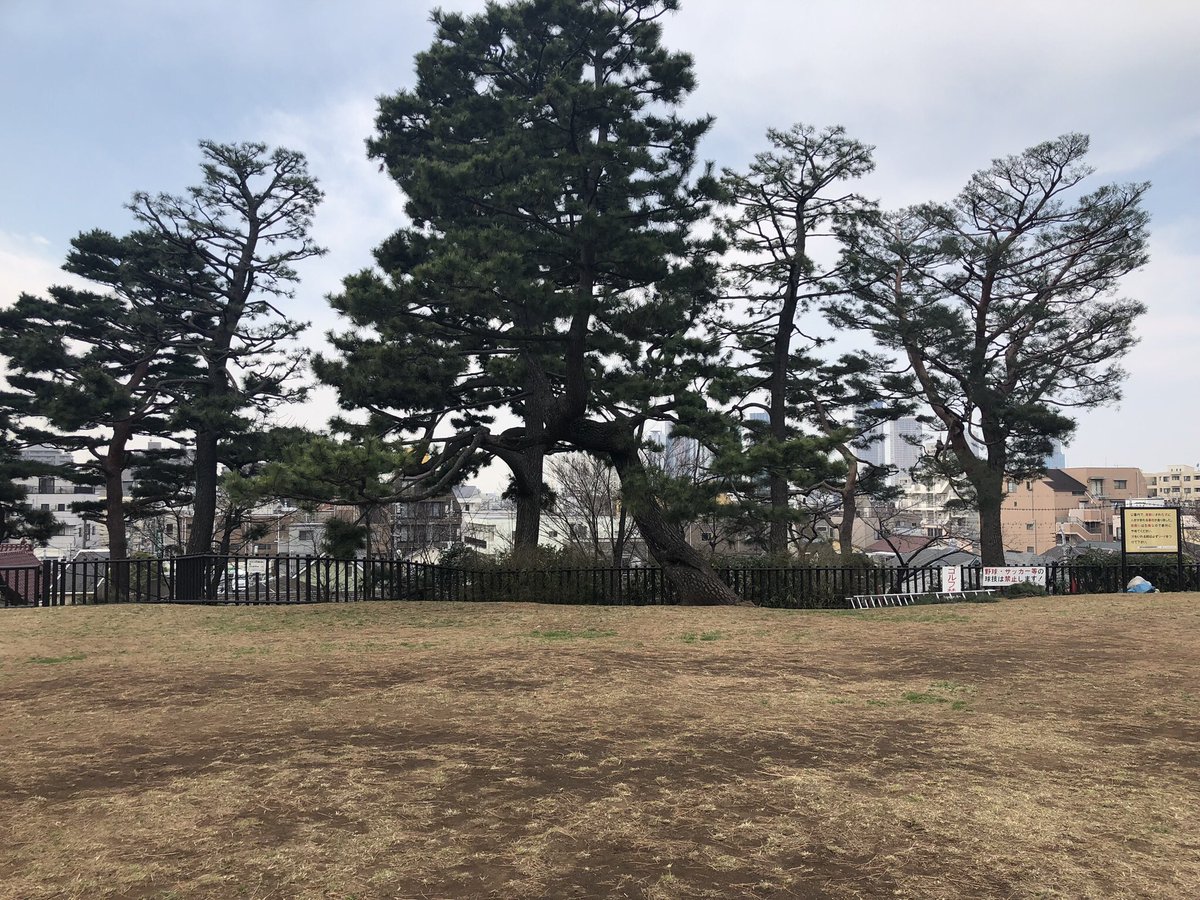 鈴木伸子 A Twitter 鵜の木松山公園 台地の突端にあって高台上には松の木が植わってる 遠くには武蔵小杉方面のタワマン群が見えた 高台下には奈良時代の横穴式のお墓がありました