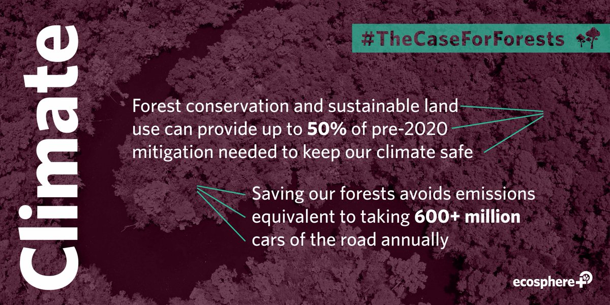 ecosphereplus's tweet photo. Did you know just one tree can store between 16 – 363kg of carbon dioxide each year? 🌳
That's equivalent to driving a car between 40 and 890 miles. 🚗
Check out #TheCaseForForests ebook for more amazing facts about forests 👉 https://t.co/yUiTGEcCBJ https://t.co/fGZUbRChOS