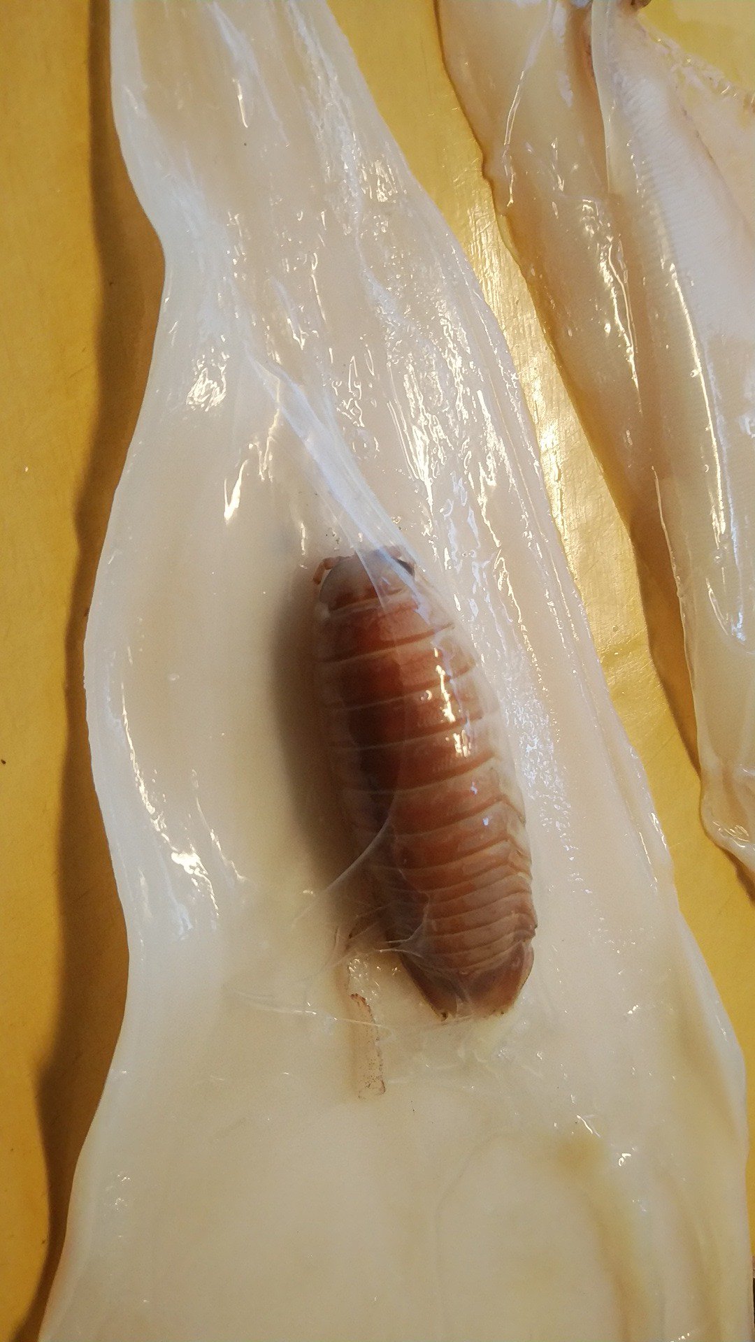 ツジタアヤ 虫注意 昨日 ヤリイカさばいていたら胃袋の中ではなく 頭の薄皮の中にグソクムシらしきものが居たんですけど これどういう状況でこうなったの どなたかご存知方 いらっしゃったら教えて下さい 真相が分かったらウチの３歳児と５歳児が