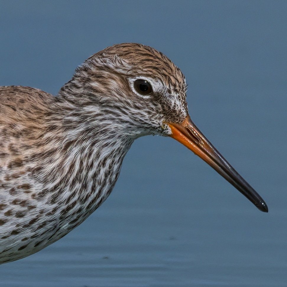 Common Redshank