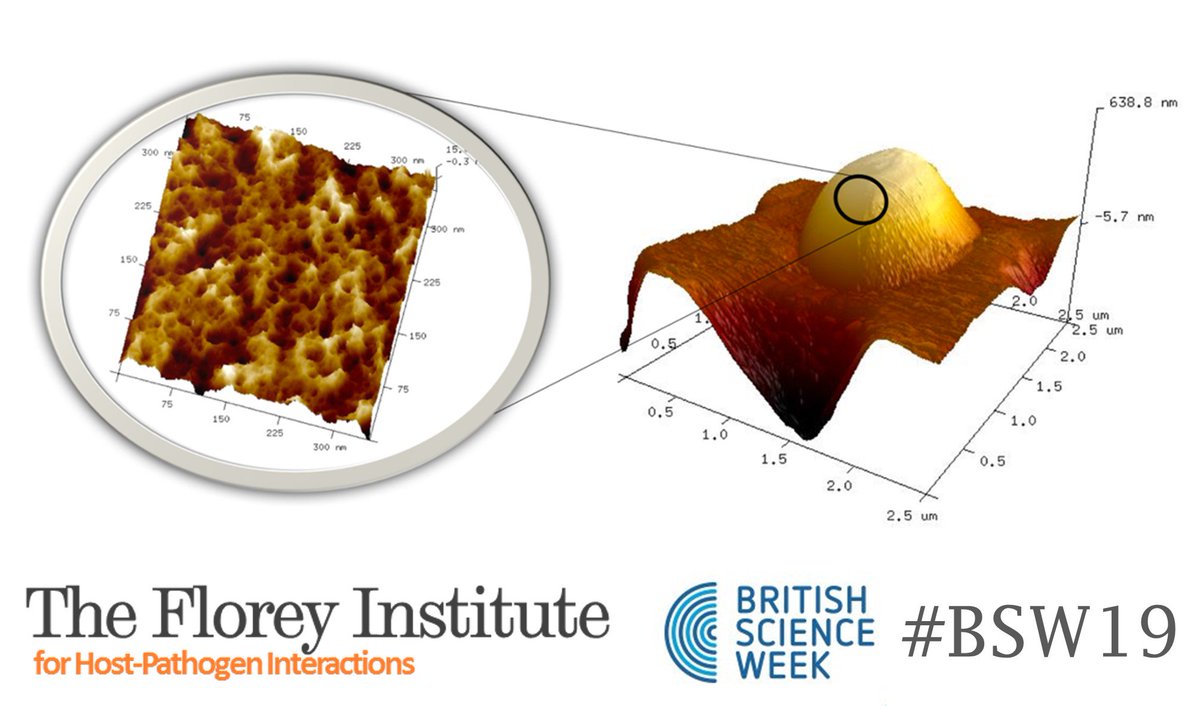 The Florey Institute (@floreyinstitute) on Twitter photo In our final post of <a href="/ScienceWeekUK/">British Science Week</a>, <a href="/Laia_Pasquina/">Pasquina-Lemonche Lab</a> and @vin_scorpion from <a href="/Sheffield_AFM/">Sheffield AFM Group</a> present an overview of a new way to do #AMR research using a microscope and touches samples instead of looking at them. #BSW19 #FloreyCohort
floreyinstitute.com/news-and-event… In our final post of <a href="/ScienceWeekUK/">British Science Week</a>, <a href="/Laia_Pasquina/">Pasquina-Lemonche Lab</a> and @vin_scorpion from <a href="/Sheffield_AFM/">Sheffield AFM Group</a> present an overview of a new way to do #AMR research using a microscope and touches samples instead of looking at them. #BSW19 #FloreyCohort
floreyinstitute.com/news-and-event…