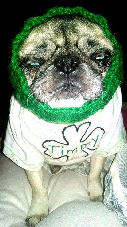 TimmyPamperdPug's tweet photo. St Paddy's Stink Eye
I swear I didn't alter the eyes...I think the green reflected off his neck cowl! BOL!
#BeOn2 #BuffaloNews #FallonTonight #PugLife #StPats #StPatricksDay #StinkEye #PugLife #716dogs #pug https://t.co/Yd3um6g5Ku