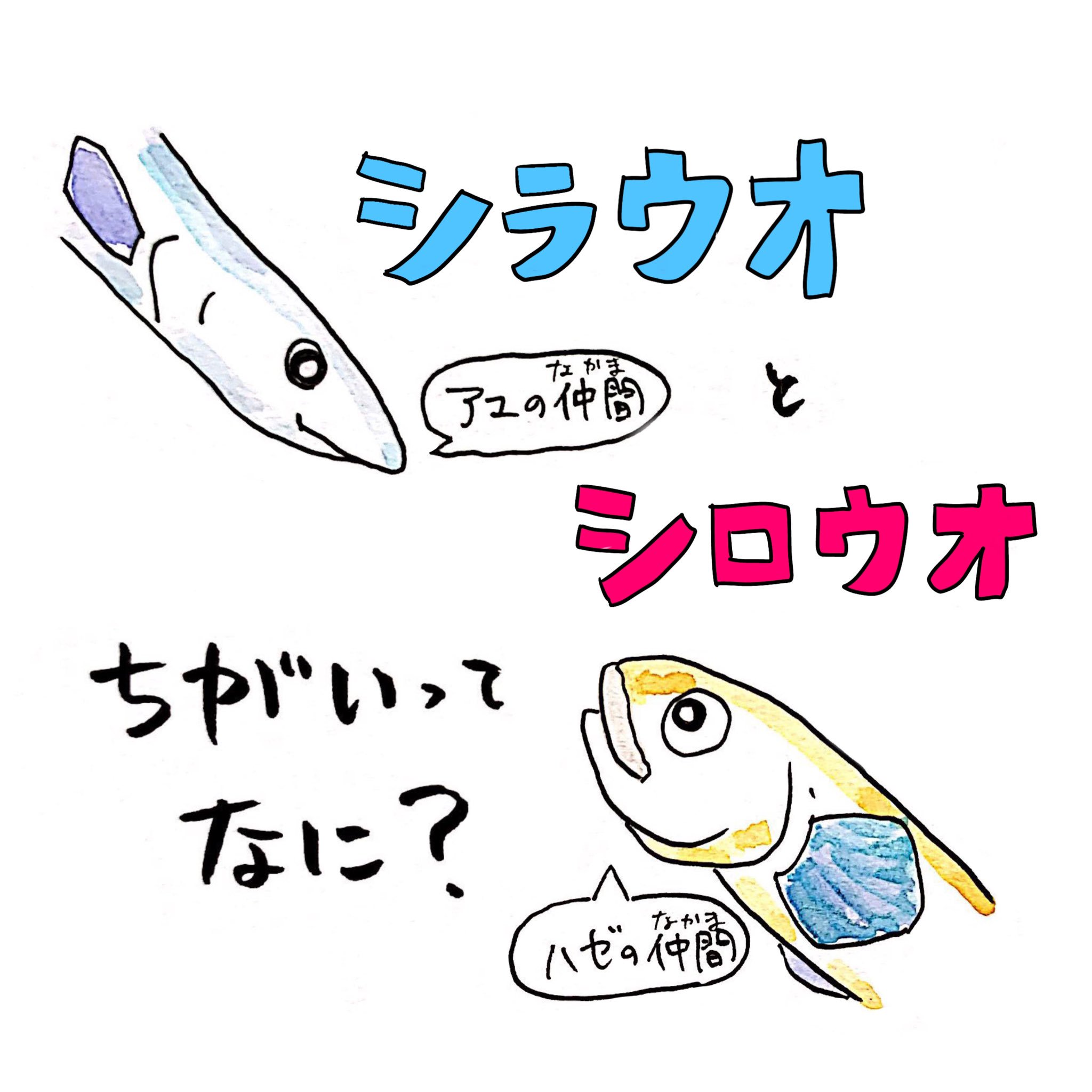 さかなのおにいさん かわちゃん No Twitter シラウオとシロウオの違いって何 全部しらすでokです さかな四コマ 白魚 うおにい