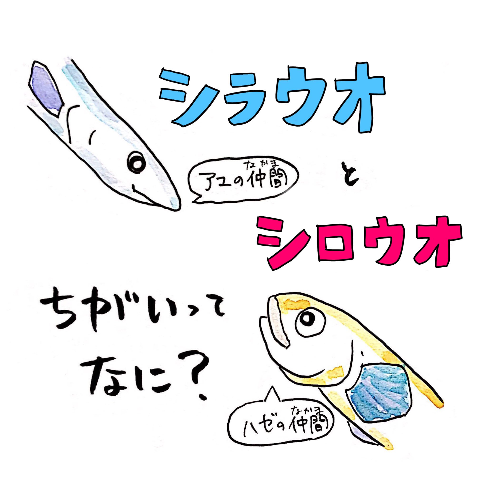 تويتر さかなのおにいさん かわちゃん على تويتر シラウオとシロウオの違いって何 全部しらすでokです さかな四コマ 白魚 うおにい T Co Hi248sqr1o