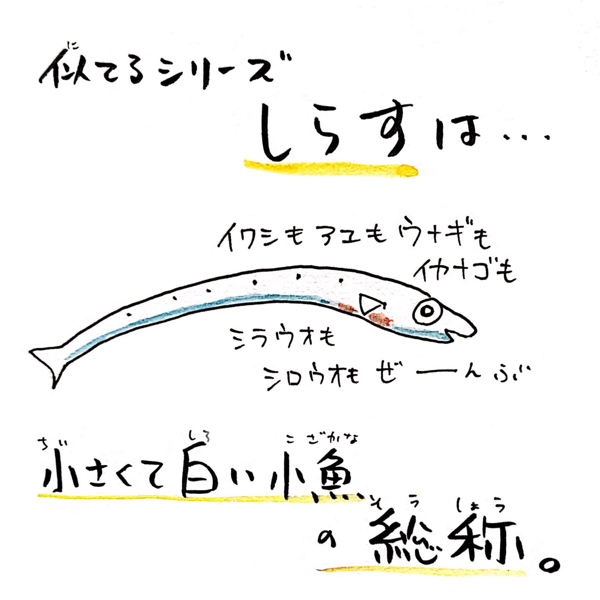 Twitter 上的 さかなのおにいさん かわちゃん シラウオとシロウオの違いって何 全部しらすでokです さかな四コマ 白魚 うおにい T Co Hi248sqr1o Twitter