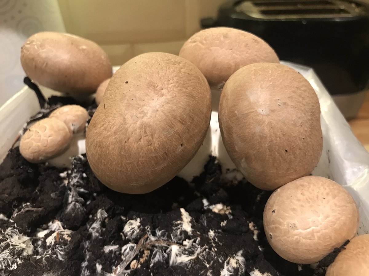 What a difference a day makes, my chestnut mushrooms have nearly doubled in size #mushrooms #champignon #fungi #chestnutmushrooms