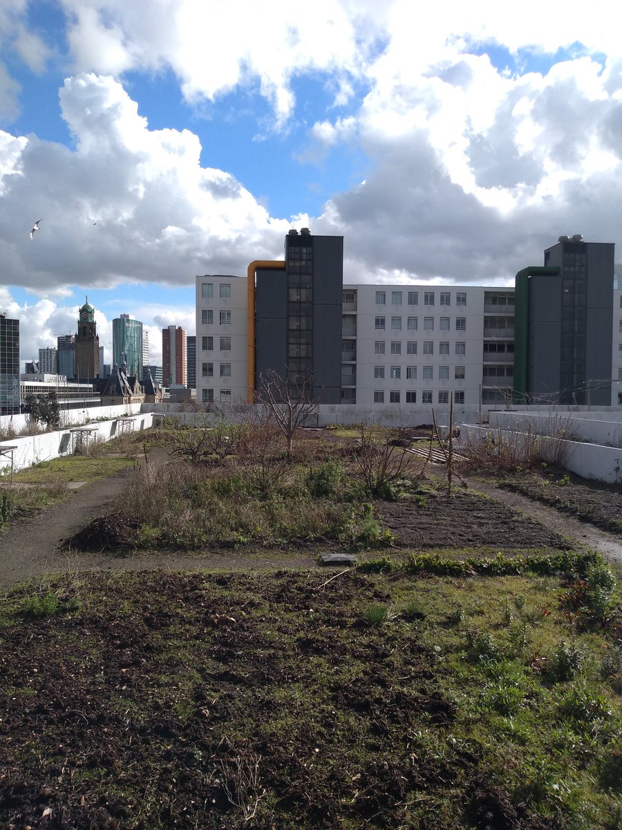 J_Koscinska's tweet image. Zielony dach na budynku w Rotterdamie pozwala gromadzić nadmiarową wodę deszczową, jak również jest miejscem, gdzie sadzone są zioła i kwiaty jadalne zamawiane przez szefów kuchni z sąsiadujących restauracji #smartroof #ecofriendly