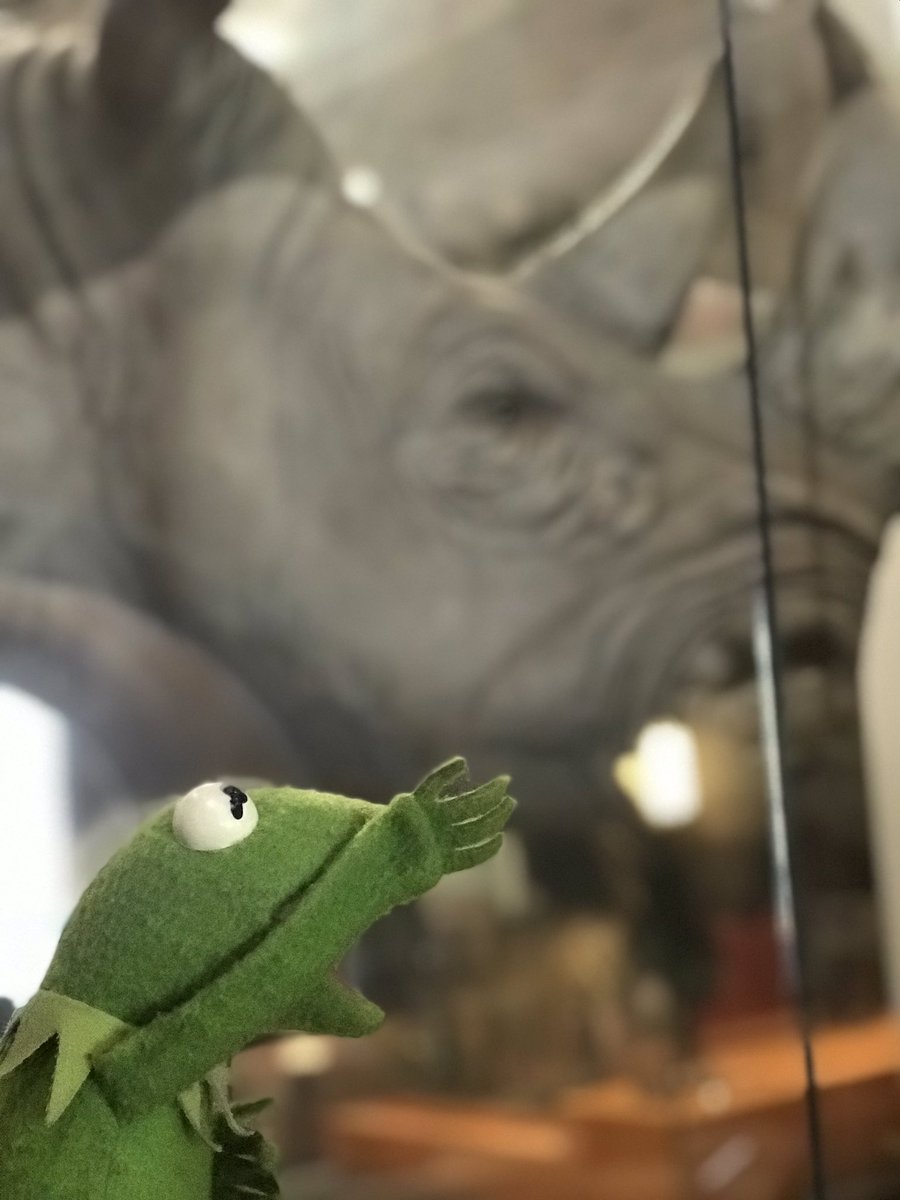 kermit2museums's tweet photo. Kermit to @ROMtoronto!! πΈβ€οΈ p.s a kid asked to take me home π₯° #kermit2museums #atROM #museums #kermit #love https://t.co/U2gcxZWwsd
