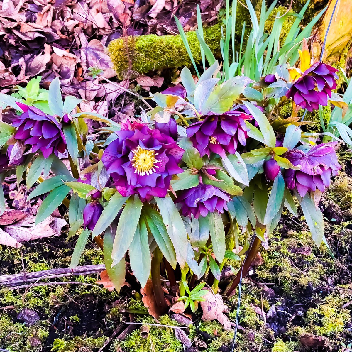 My hellebores are really starting to bloom now.. #hellebore #woodland #flowers #woodlandflowers #garden #gardensofinstagram #gardening #winterflowers