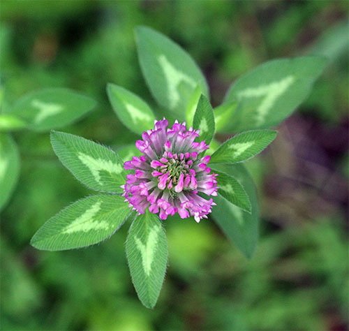 Happy Saint Patrick's Day! 🍀