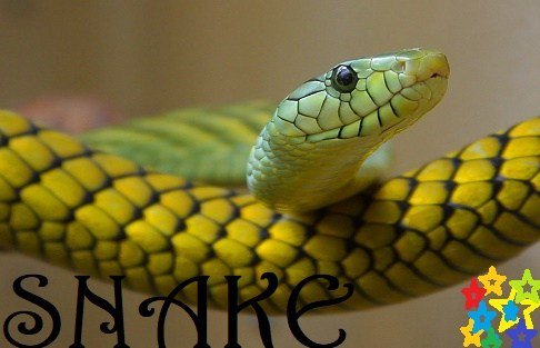 Types Of Snake weikiinfo.com/types-of-snake/