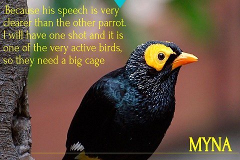 Myna weikiinfo.com/myna/