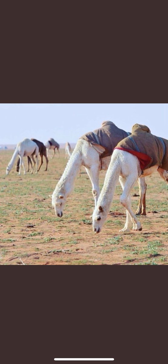 tri3_55's tweet photo. حرام اعنز على شرواك متني واطيح
مثلك يدور على المدح ويهاب الرحى !

اللي عليه الكلام إن جا مجال المديح
إليا تجمّل سكت وإليا امدحوه استحى ! https://t.co/3YhApD2qrs