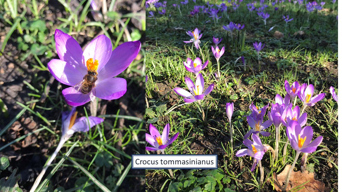 OnePlantADay's tweet photo. Crocus tommasinianus is a very early flowering crocus with lilac/purple flowers.  One of the first bulbs to emerge.  

#namethatplant #earlyfloweringbulbs #crocus #crocustommasinianus #purplecrocus #earlycrocus https://t.co/AffTXj7fRA