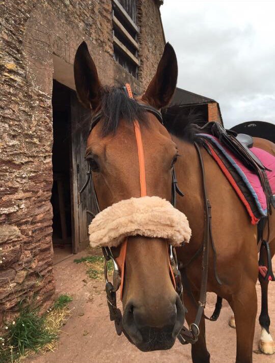 KateTracey12's tweet photo. Best of luck to this little lady today as she goes on her first date with new boyfriend, Order Of St Georgeππ We hope itβs a match made in heavenππ§‘ #Lola&George #Kaloci @coolmorestud https://t.co/wxzsRcI6Rt