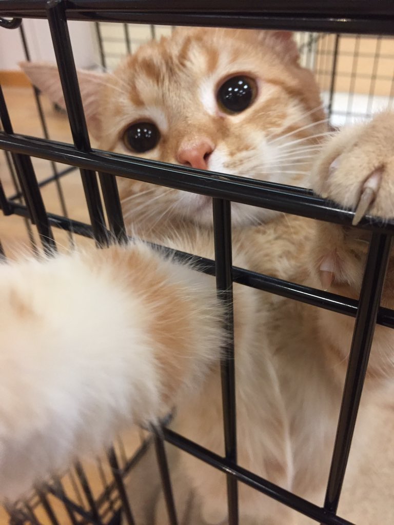 CHQCountyHumane's tweet image. The St. Pawtrick’s Adoption Event is going strong!  Stop by the @ChautauquaMall today.  We are here until 6pm!