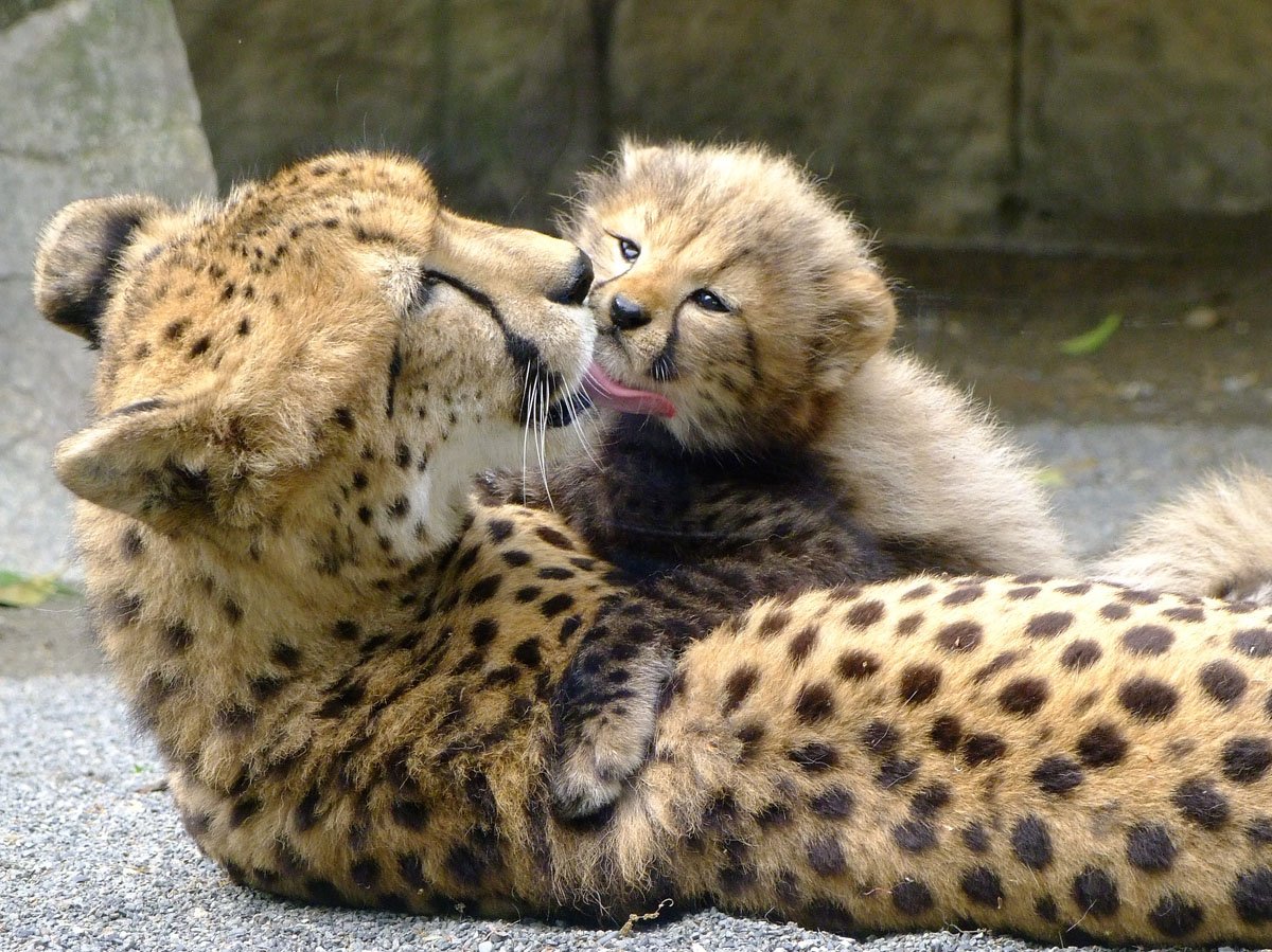 新鮮な動物 親子 画像 最高の動物画像 新鮮な動物 親子 画像 最高の動物画像