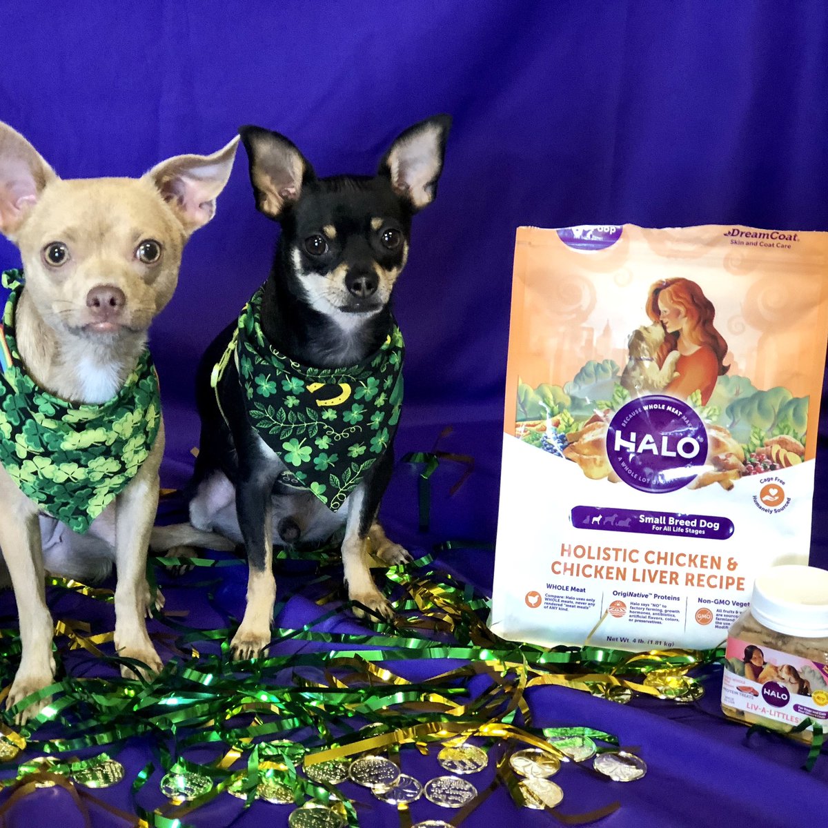halopets's tweet photo. Happy #StPatricksDay from Benny and Nora! ☘

We're #lucky to have our partners and YOU, our customers, to help donate more than 1.5 million bowls of food every year to feed shelter pets. Sláinte Mhaith! #HaloFeeditForward https://t.co/alaZbtay2m