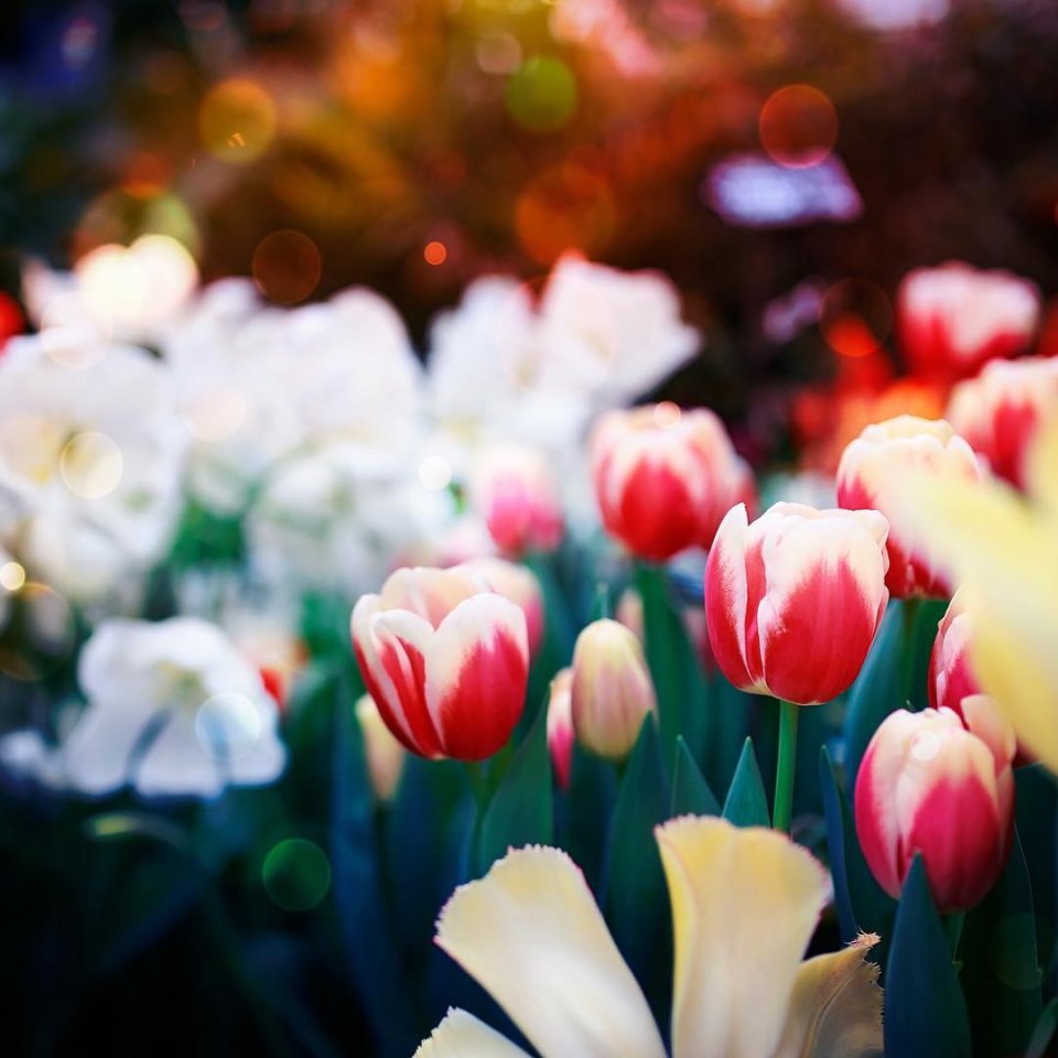 CommentoS1's tweet image. Цветок не соревнуется с другими цветами,он просто цветёт🌹