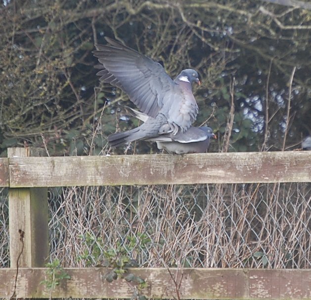 Wexcoastbirds's tweet photo. A bit of Woodpig #Jiggypokery going on in the garden this morning....
#SpringLovin https://t.co/NpGeNDJuZr
