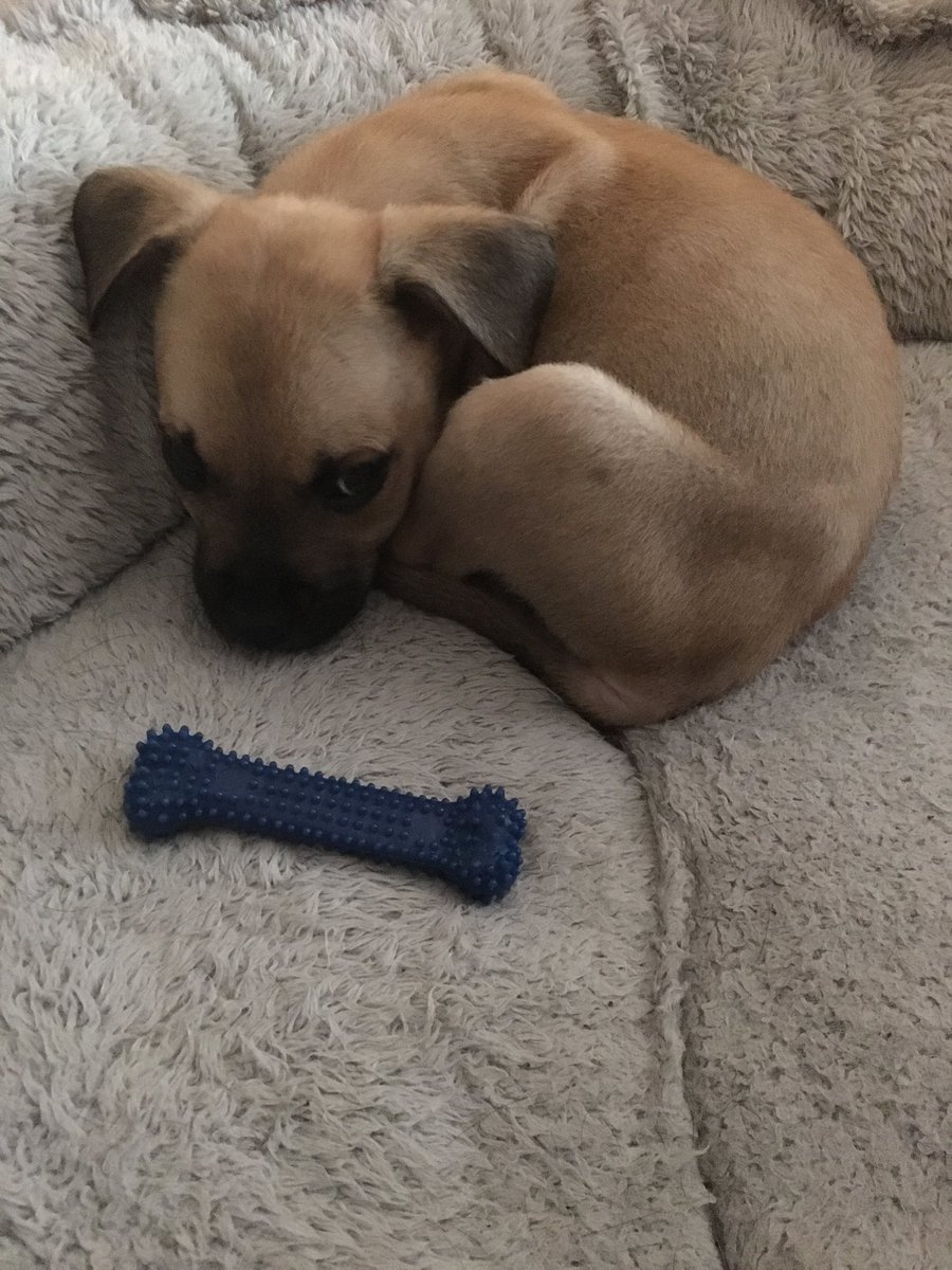 New family addition! Ryno Mook. Thanks J &amp; C Lang