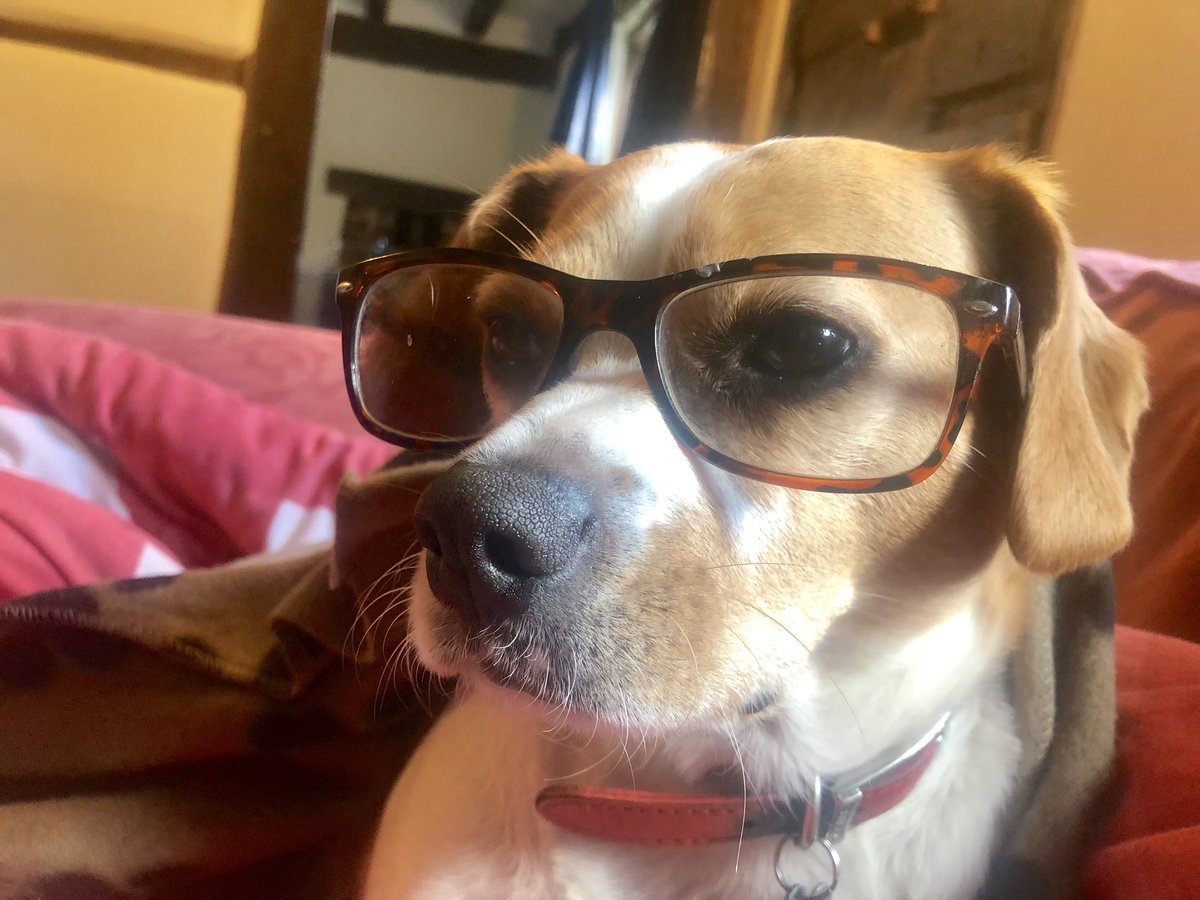 Archie’s view on the #Government is their #Brexit is a #DogsDinner