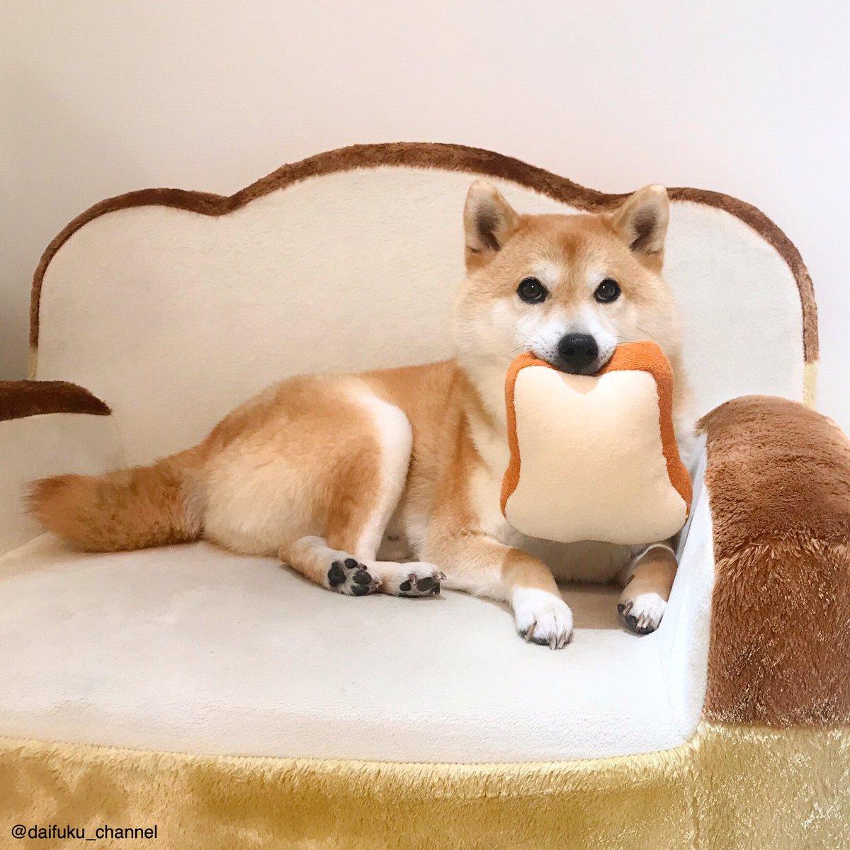 柴犬だいふく En Twitter 白と茶色のファンタジー おやパンなさーい 小麦かおる犬 食パン パン 柴犬だいふく En Twitter 白と茶色のファンタジー おやパンなさーい 小麦かおる犬 食パン パン