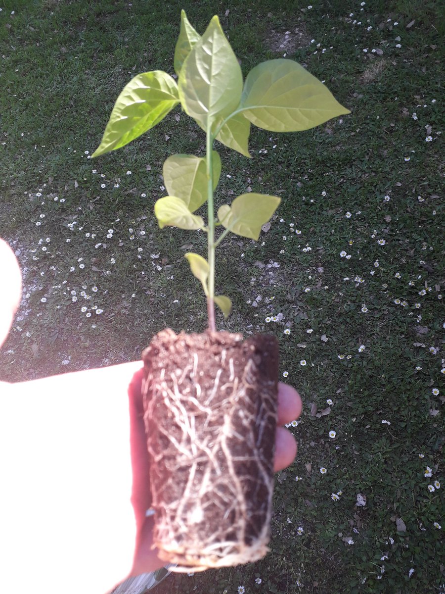 ChilliExperienz's tweet photo. The trick for a are in chilli plant is to have a strong root system and not to pot on too early. Here we have an Aji Cito going into it's next 1L pot  bag https://t.co/coohhT3Sbl
