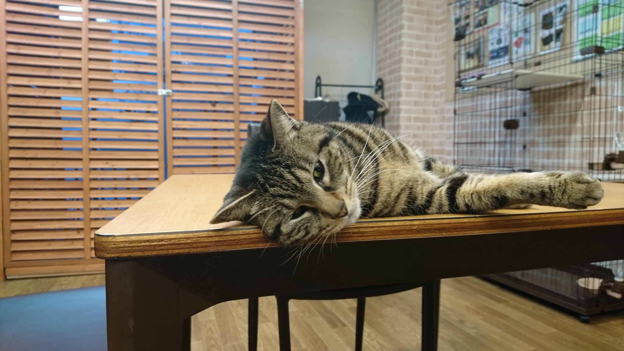 保護猫カフェgoma Twitter Search Twitter