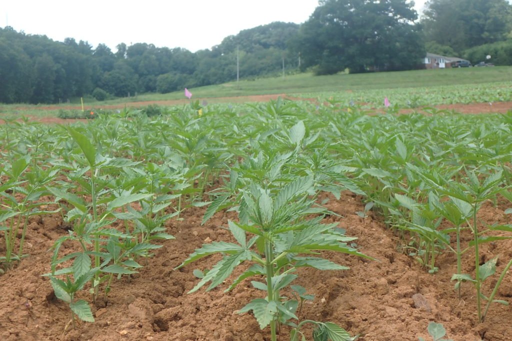 LiveVested's tweet image. With all of the booming tech &amp;amp; life sciences in NC, what about #agriculture &amp;amp; #agtech?.  Often overlooked, founders in @AshevilleNC &amp;amp; @BooneNC have developed very innovative ag methods/tech aiding the booming #hops &amp;amp; #hemp  / #CBD industry.
@NCStateENT @ventureAVL