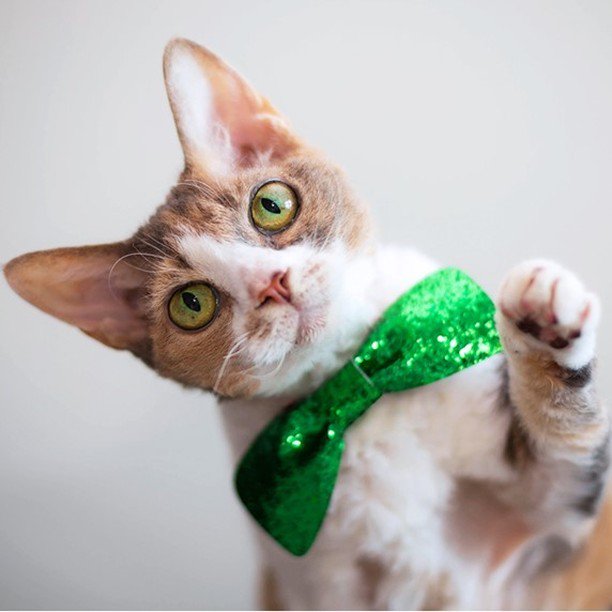 vets4pets vacs for life