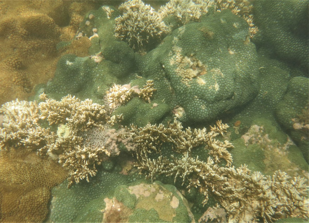 AmanaGarrido's tweet photo. Em Búzios a temperatura da água do mar atingiu 29,7ºC no último mês! 😱
Colônias de coral-de-fogo branqueadas, e seguimos monitorando.
Este projeto é apoiado pelo Programa Bolsas Funbio - Conservando o Futuro #funbio #bolsasfunbio #humanize
#institutohumanize #conservandoofuturo https://t.co/ES5a6qiwyQ