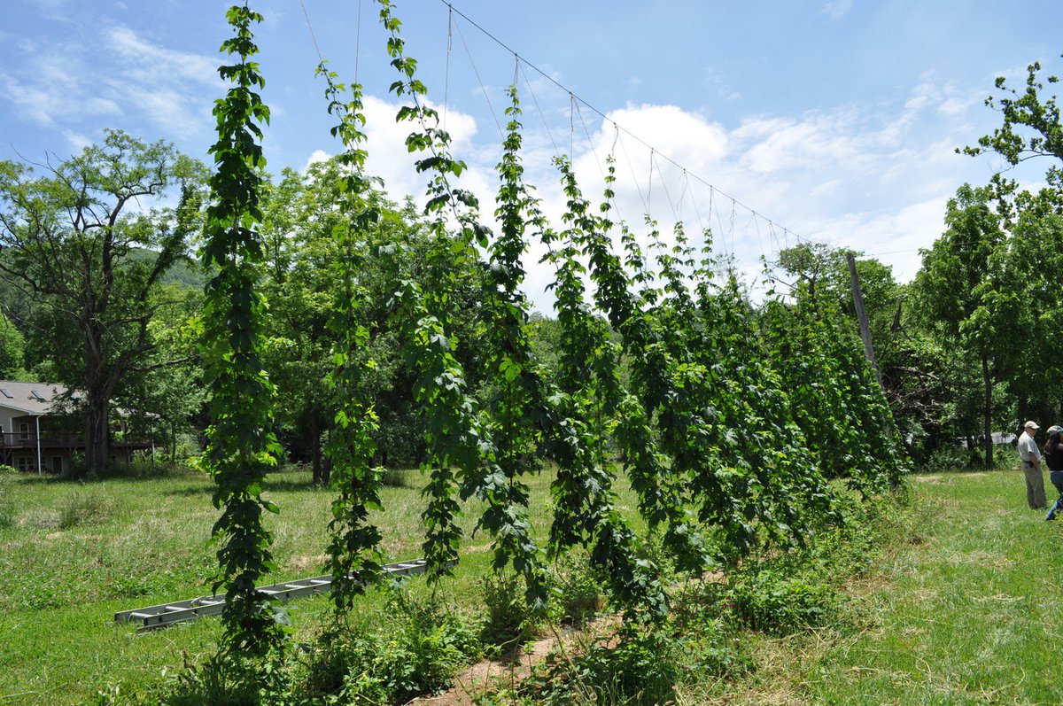 LiveVested's tweet image. With all of the booming tech &amp;amp; life sciences in NC, what about #agriculture &amp;amp; #agtech?.  Often overlooked, founders in @AshevilleNC &amp;amp; @BooneNC have developed very innovative ag methods/tech aiding the booming #hops &amp;amp; #hemp  / #CBD industry.
@NCStateENT @ventureAVL