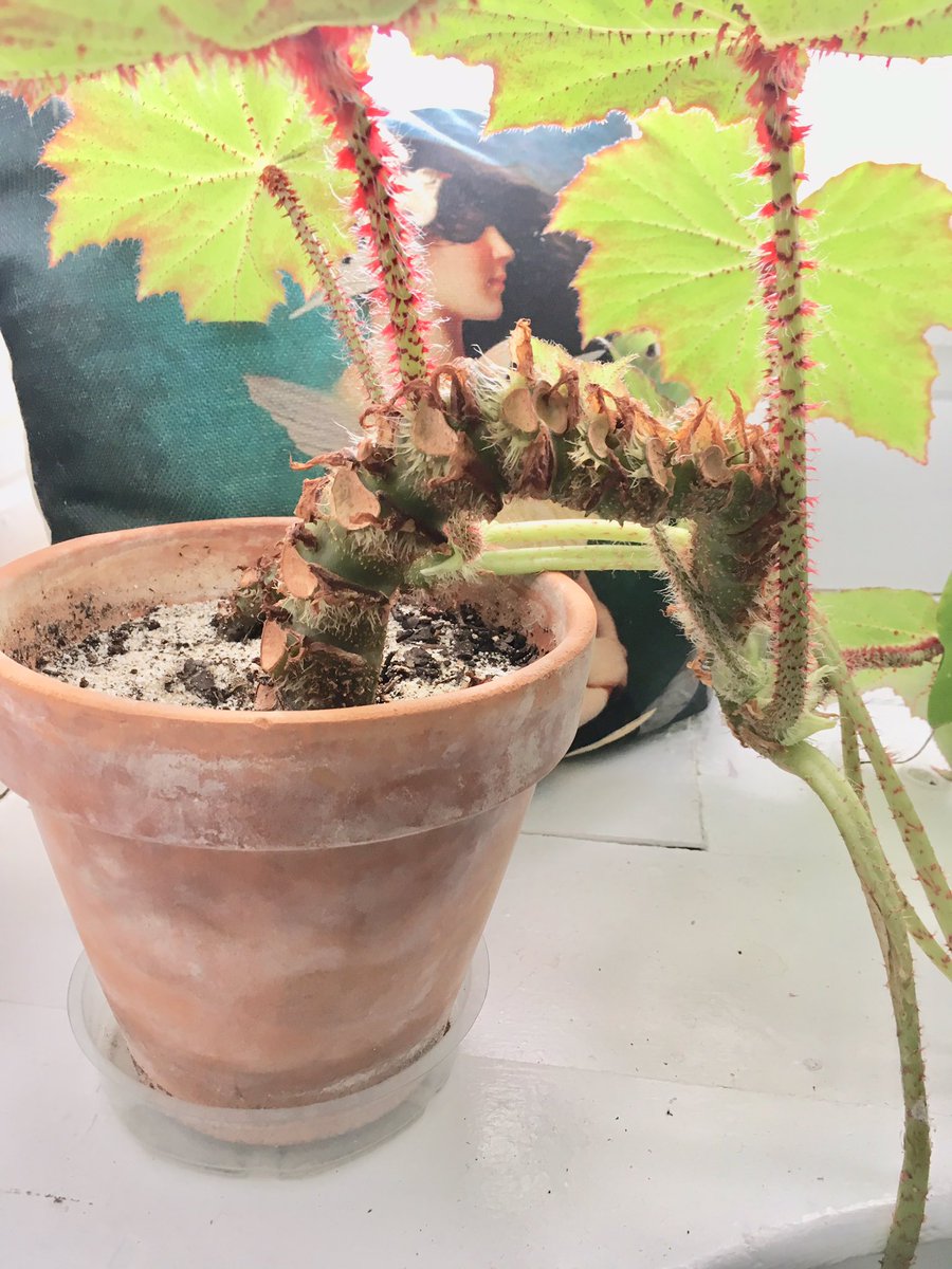 MansionYingling's tweet photo. Octopus arm as a plant @OctopusSleeping https://t.co/GmNJFLKZHS