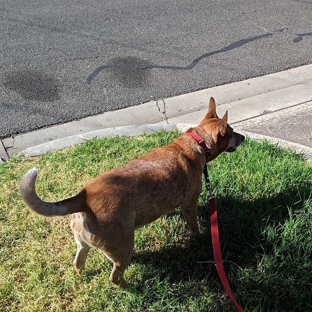 ameel's tweet photo. Maggie in threat assessment mode when she first noticed two dogs while on our walk. A second later she was facing me and asking for a treat :) #training #leashreactive #gettingbetter #rescuedog https://t.co/BJe5jzvUCA