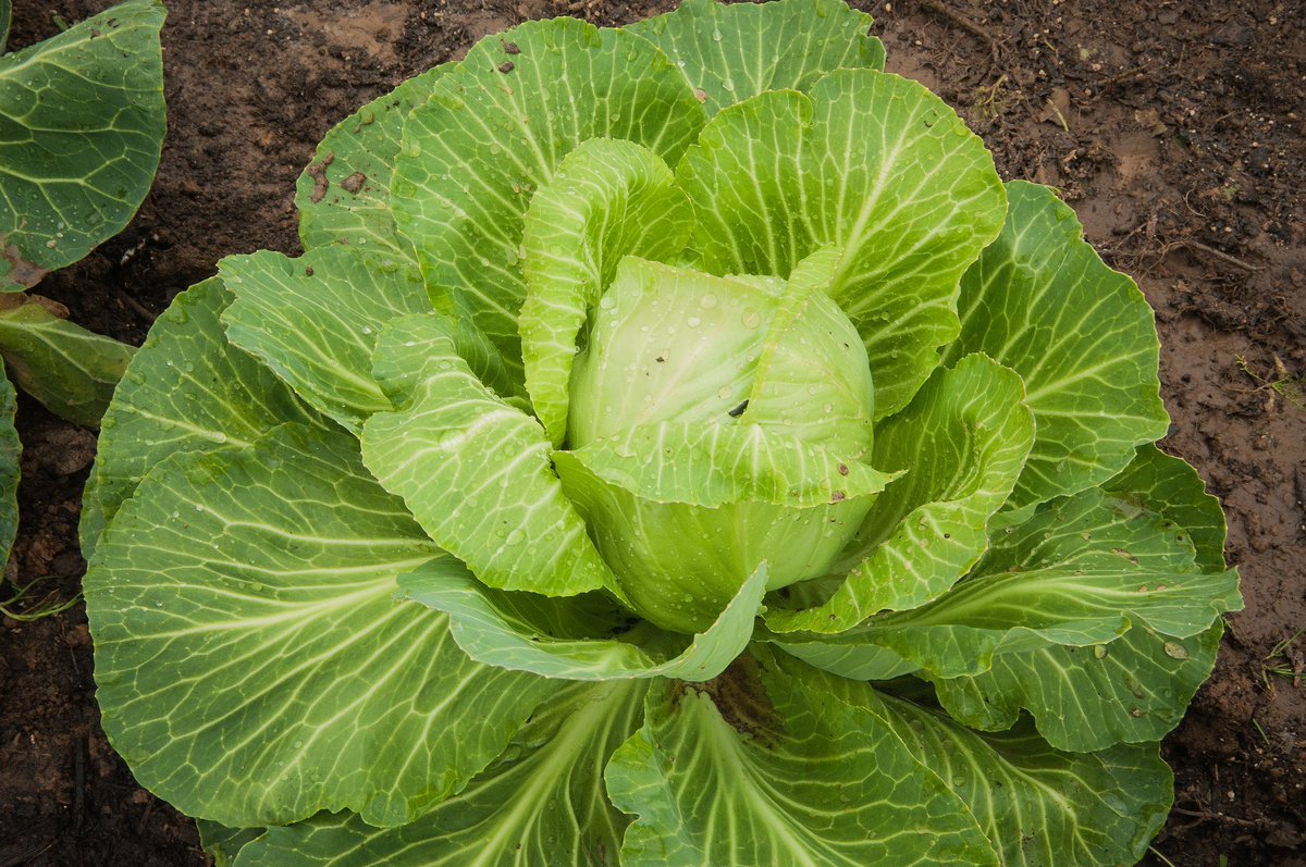 USDA's tweet photo. St. Patrickβs Day is the biggest holiday for fresh, green cabbage consumption in the U.S. #StPatricksDay https://t.co/rUWudvYztD