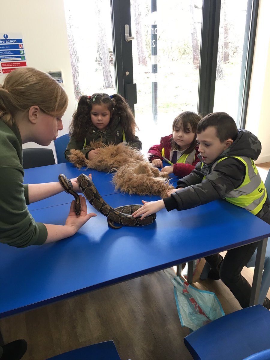 OPA_ParkHill's tweet photo. #OPAImagine is in full flight at OPAPH. Y6 have conducted an experiment on 🦆bill adaptations, Y3 have researched Boudicca🗡, Y4 have gone in role and explored Saxon trials by ordeal and Y1 went on a trip to the Yorkshire Wildlife Park to meet some animals🐍 https://t.co/HGVlfNJFAd